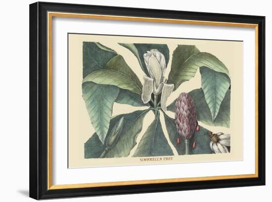 Umbrella Tree-Mark Catesby-Framed Art Print