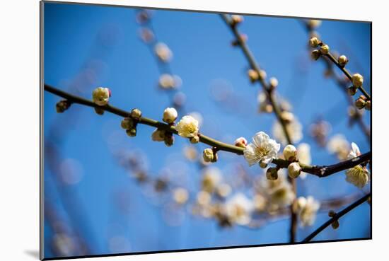 Ume Festival,Yushima Tenmangu,Bunkyo-Ku,Tokyo,Japan-Edu Vision-Mounted Photographic Print