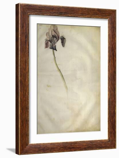 Un iris-Jacopo Bellini-Framed Giclee Print