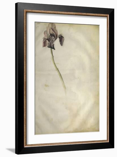 Un iris-Jacopo Bellini-Framed Giclee Print