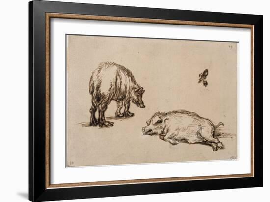 Un verrat debout, une truie couchée et étude d'un oeil et d'une oreille-Rembrandt van Rijn-Framed Giclee Print