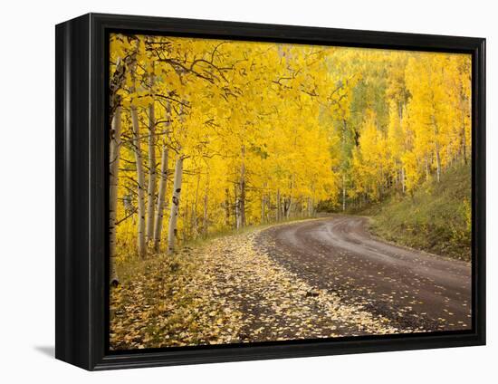 Uncompahgre National Forest, Colorado, USA-Don Grall-Framed Premier Image Canvas