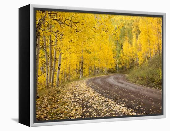 Uncompahgre National Forest, Colorado, USA-Don Grall-Framed Premier Image Canvas