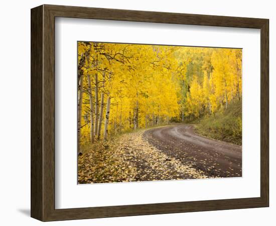 Uncompahgre National Forest, Colorado, USA-Don Grall-Framed Photographic Print