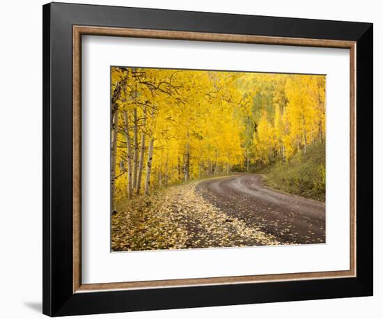 Uncompahgre National Forest, Colorado, USA-Don Grall-Framed Photographic Print