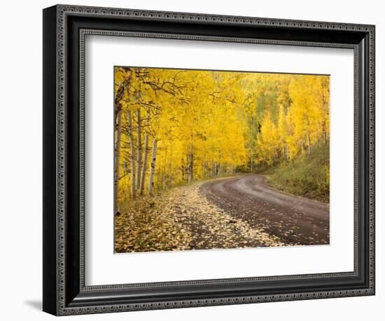 Uncompahgre National Forest, Colorado, USA-Don Grall-Framed Photographic Print