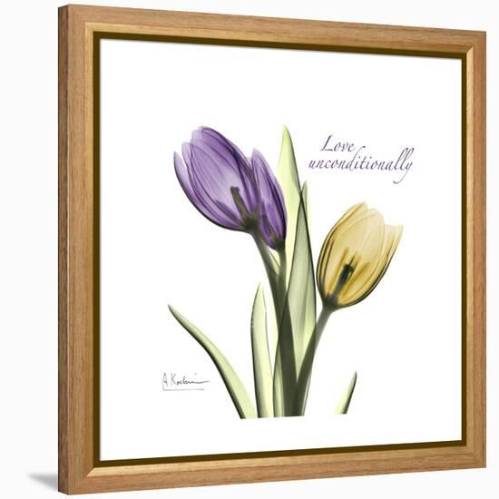 Unconditional Tulip-Albert Koetsier-Framed Stretched Canvas
