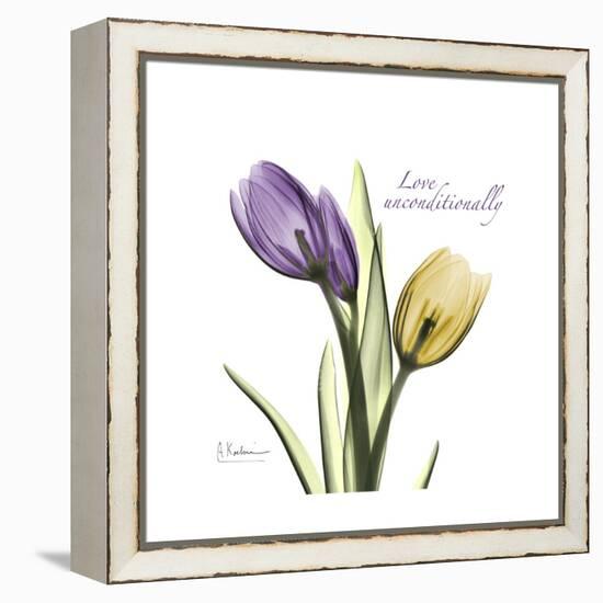 Unconditional Tulip-Albert Koetsier-Framed Stretched Canvas