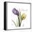 Unconditional Tulip-Albert Koetsier-Framed Stretched Canvas