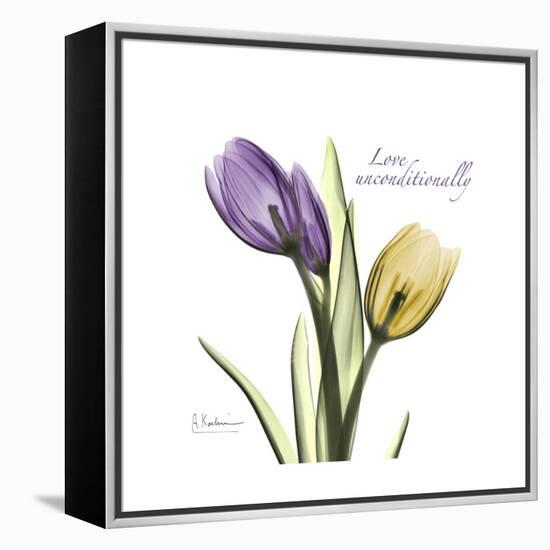 Unconditional Tulip-Albert Koetsier-Framed Stretched Canvas