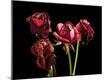 Premium Photographic Print