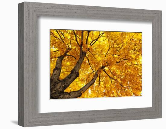 Under Big Autumn Tree-Kashak-Framed Photographic Print