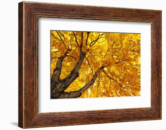 Under Big Autumn Tree-Kashak-Framed Photographic Print