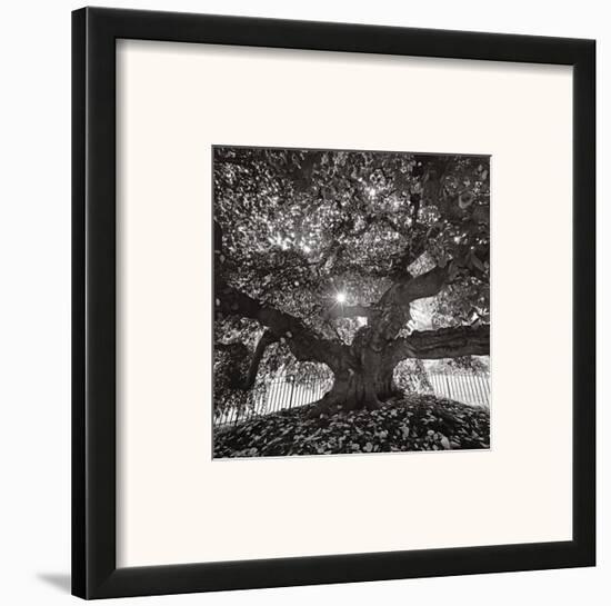 Under Camperdown Elm, Prospect Park-Henri Silberman-Framed Art Print