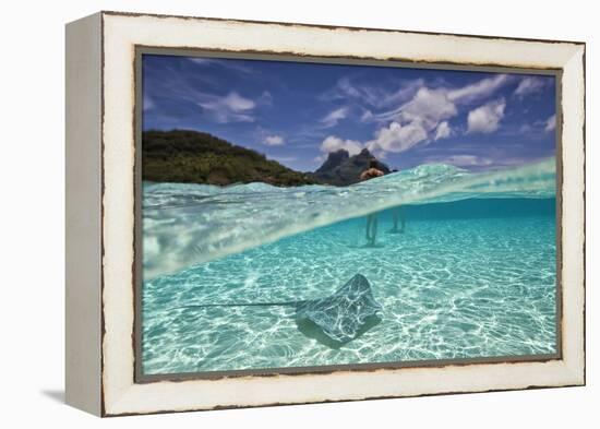 Under Over Underwater Shot Of A Stingray On White Sand, With Tourists Legs In The Bkgd Bora Bora-Karine Aigner-Framed Premier Image Canvas