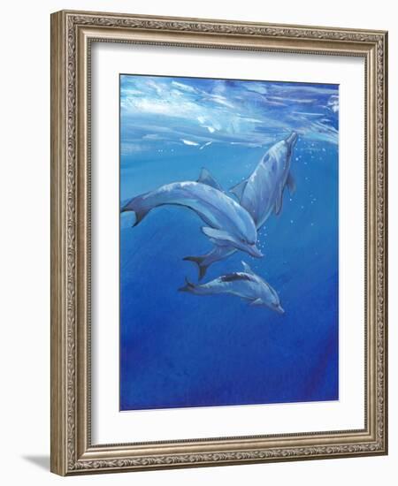 Under Sea Dolphins-Tim O'toole-Framed Art Print