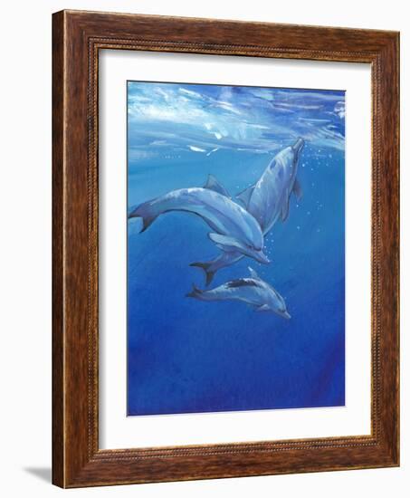 Under Sea Dolphins-Tim O'toole-Framed Art Print