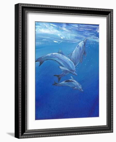 Under Sea Dolphins-Tim O'toole-Framed Art Print