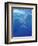 Under Sea Dolphins-Tim O'toole-Framed Premium Giclee Print