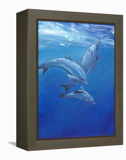 Under Sea Dolphins-Tim O'toole-Framed Stretched Canvas