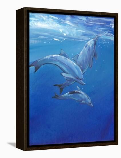 Under Sea Dolphins-Tim O'toole-Framed Stretched Canvas