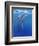 Under Sea Whales I-Tim O'toole-Framed Premium Giclee Print
