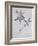 Under-Surface of a Dried Spray of Olive-John Ruskin-Framed Giclee Print