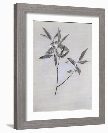 Under-Surface of a Dried Spray of Olive-John Ruskin-Framed Giclee Print