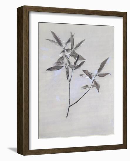 Under-Surface of a Dried Spray of Olive-John Ruskin-Framed Giclee Print