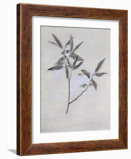 Under-Surface of a Dried Spray of Olive-John Ruskin-Framed Giclee Print