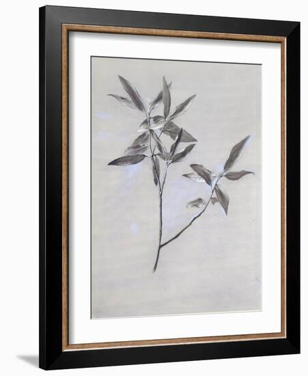 Under-Surface of a Dried Spray of Olive-John Ruskin-Framed Giclee Print