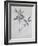 Under-Surface of a Dried Spray of Olive-John Ruskin-Framed Giclee Print