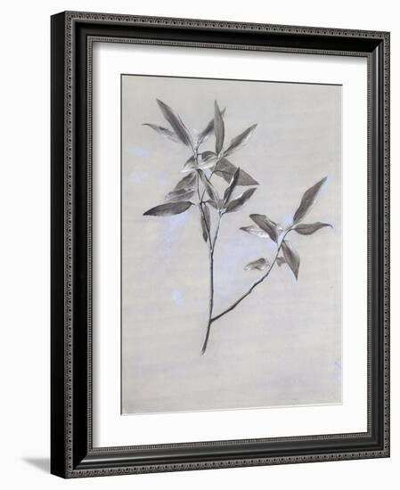 Under-Surface of a Dried Spray of Olive-John Ruskin-Framed Giclee Print