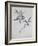 Under-Surface of a Dried Spray of Olive-John Ruskin-Framed Giclee Print