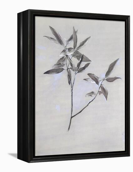 Under-Surface of a Dried Spray of Olive-John Ruskin-Framed Premier Image Canvas