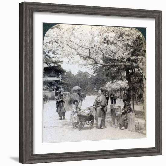 Under the Cherry Blossoms, Looking Northeast Along the Main Avenue of Shiba Park, Tokyo, Japan-Underwood & Underwood-Framed Photographic Print