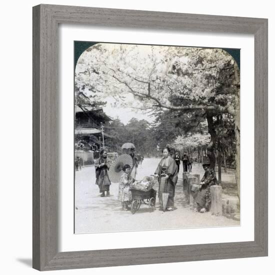 Under the Cherry Blossoms, Looking Northeast Along the Main Avenue of Shiba Park, Tokyo, Japan-Underwood & Underwood-Framed Photographic Print