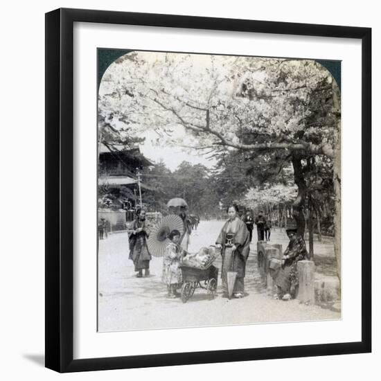 Under the Cherry Blossoms, Looking Northeast Along the Main Avenue of Shiba Park, Tokyo, Japan-Underwood & Underwood-Framed Photographic Print
