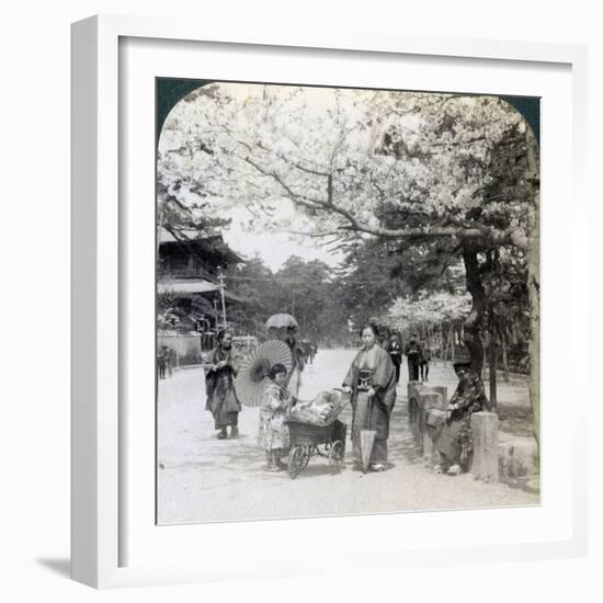 Under the Cherry Blossoms, Looking Northeast Along the Main Avenue of Shiba Park, Tokyo, Japan-Underwood & Underwood-Framed Photographic Print