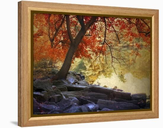 Under the Maple Tree-Jessica Jenney-Framed Premier Image Canvas