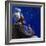 Under the Midnight Blues, 2003-Colin Bootman-Framed Giclee Print