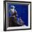 Under the Midnight Blues, 2003-Colin Bootman-Framed Giclee Print