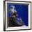 Under the Midnight Blues, 2003-Colin Bootman-Framed Giclee Print