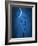 Under the Moon 1-Philippe Sainte-Laudy-Framed Photographic Print