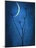 Under the Moon 1-Philippe Sainte-Laudy-Mounted Photographic Print