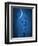 Under the Moon 1-Philippe Sainte-Laudy-Framed Photographic Print