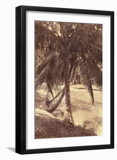 Under the Palm-Thea Schrack-Framed Giclee Print