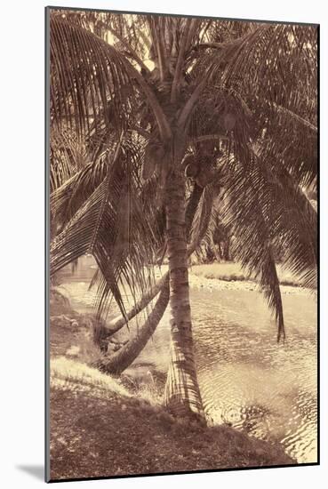 Under the Palm-Thea Schrack-Mounted Giclee Print