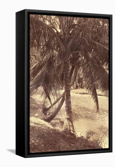 Under the Palm-Thea Schrack-Framed Premier Image Canvas