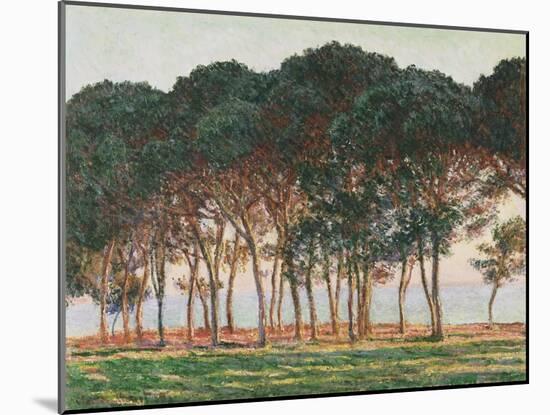 Under the Pines, Evening, 1888 (Oil on Canvas)-Claude Monet-Mounted Giclee Print